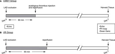 A Novel Large Animal Model of Thrombogenic Coronary Microembolization